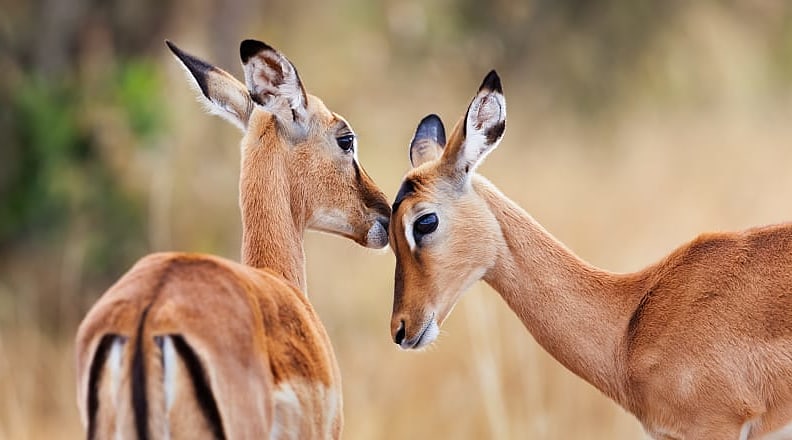 Two impala antelopes in Kenya Two impala antelopes in Kenya