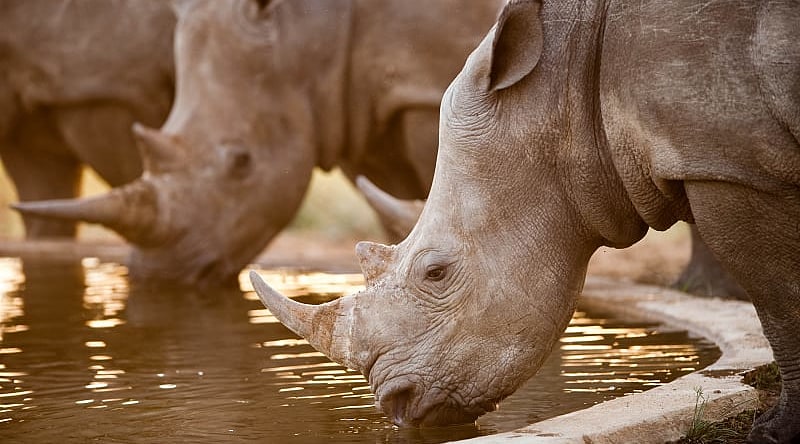 Rhinos at a watering hole, Namibia, South Africa Rhinos at a watering hole, Namibia, South Africa
