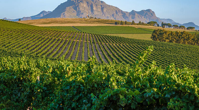 Vineyard in Stellenbosch, South Africa Vineyard in Stellenbosch, South Africa