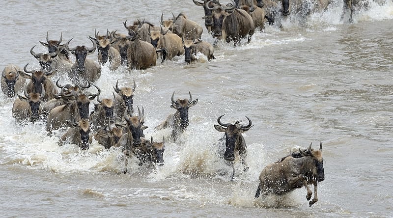 Wildebeests crossing the Mara river in Tanzania Wildebeests crossing the Mara river in Tanzania