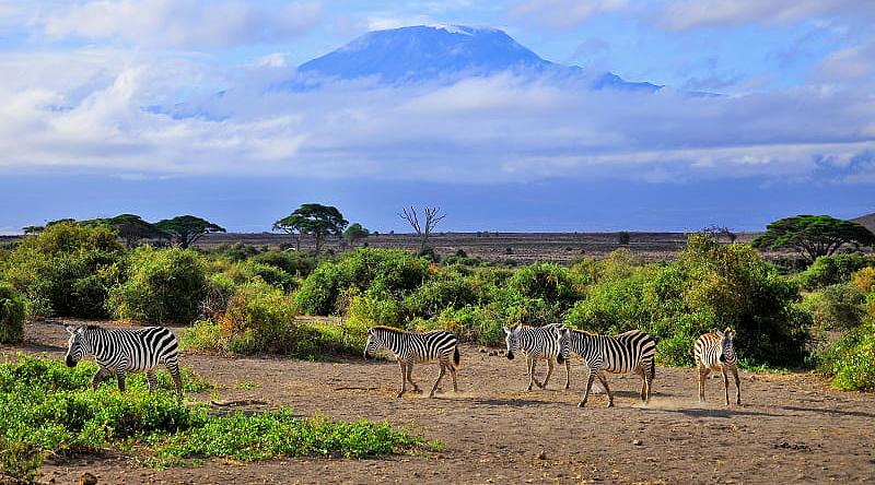 Zebras in Amboseli National Park, Kenya Zebras in Amboseli National Park, Kenya