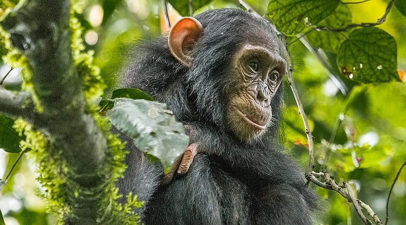 Chimpanzee in Uganda Chimpanzee in Uganda