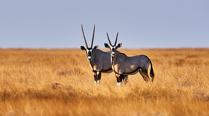 Two oryx in Estosha National Park, Botswana Two oryx in Estosha National Park, Botswana