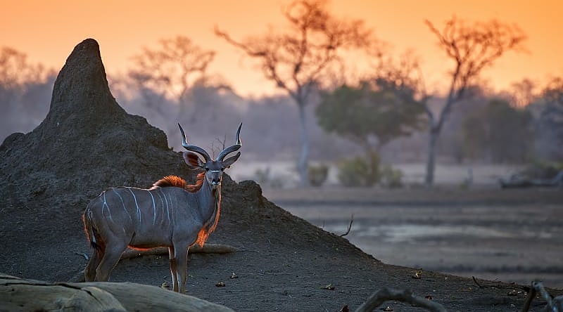 Greater Kudu in Mana Pools National Park in Zimbabwe Greater Kudu in Mana Pools National Park in Zimbabwe