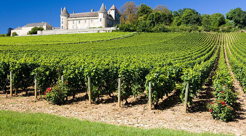 A vineyard in Burgundy, France A vineyard in Burgundy, France