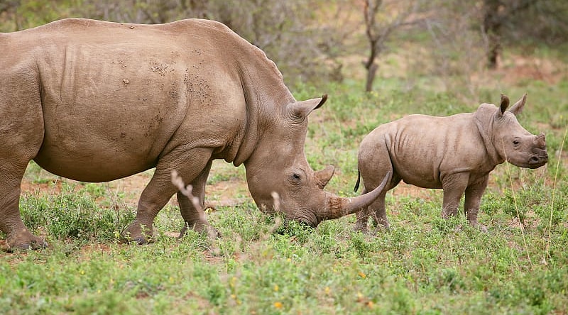 11 Day Kenya and Tanzania Tour - Tarangire National Park Rhinoceros in Tarangire National Park