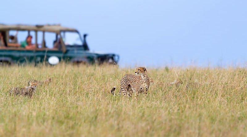 Safari in Masai Mara, Kenya Safari in Masai Mara, Kenya