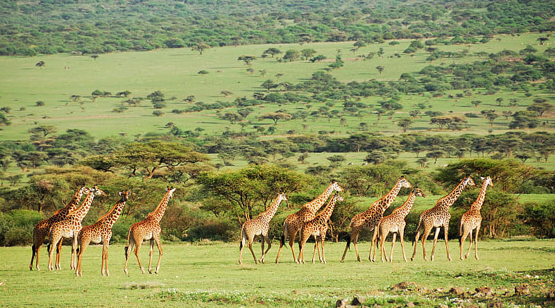 Tower of giraffes on the African savanna in Tanzania Tower of giraffes on the African savanna in Tanzania