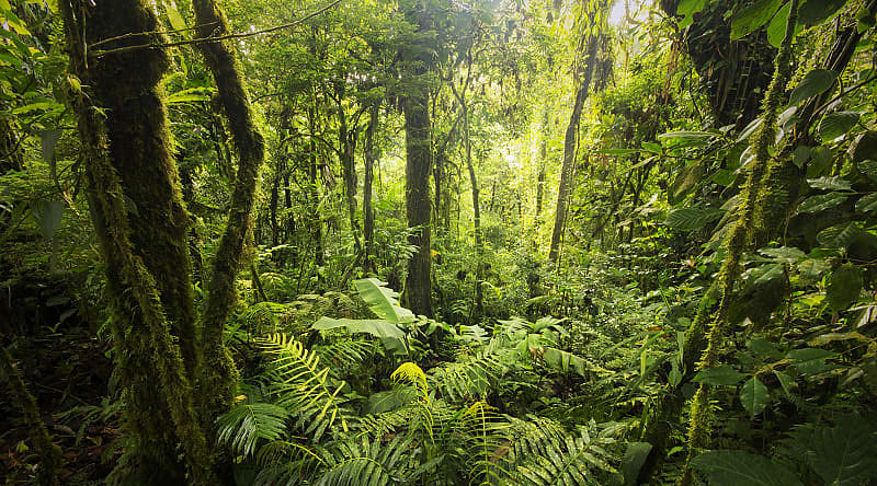Monte Verde, Costa Rica Dense vegetation in Monte Verde Cloud Forest in Costa Rica
