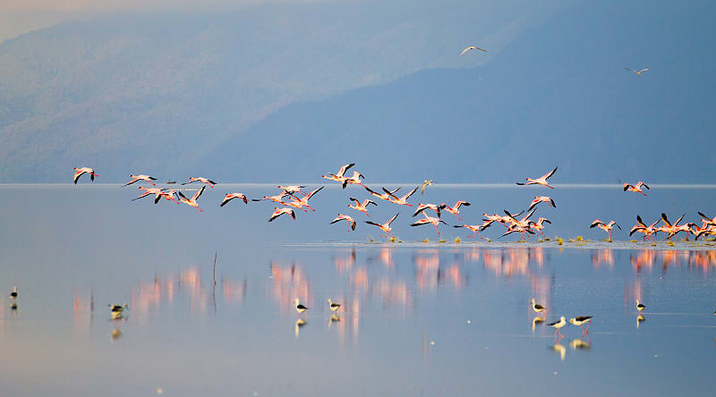 Flock of flamingos by Lake Manyara in Tanzania Flock of flamingos by Lake Manyara in Tanzania