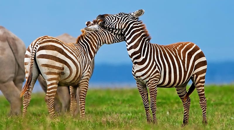 Lake Nakuru National Park, Kenya Zebras in Lake Nakuru National Park, Kenya