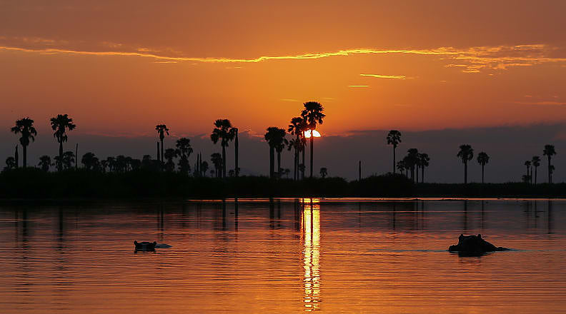Southern Tanzania Hippos at sunset in Tanzania