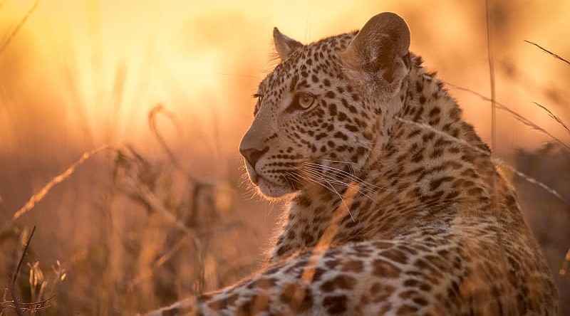 Young leopard in Sabi Sands, South Africa Young leopard in Sabi Sands, South Africa