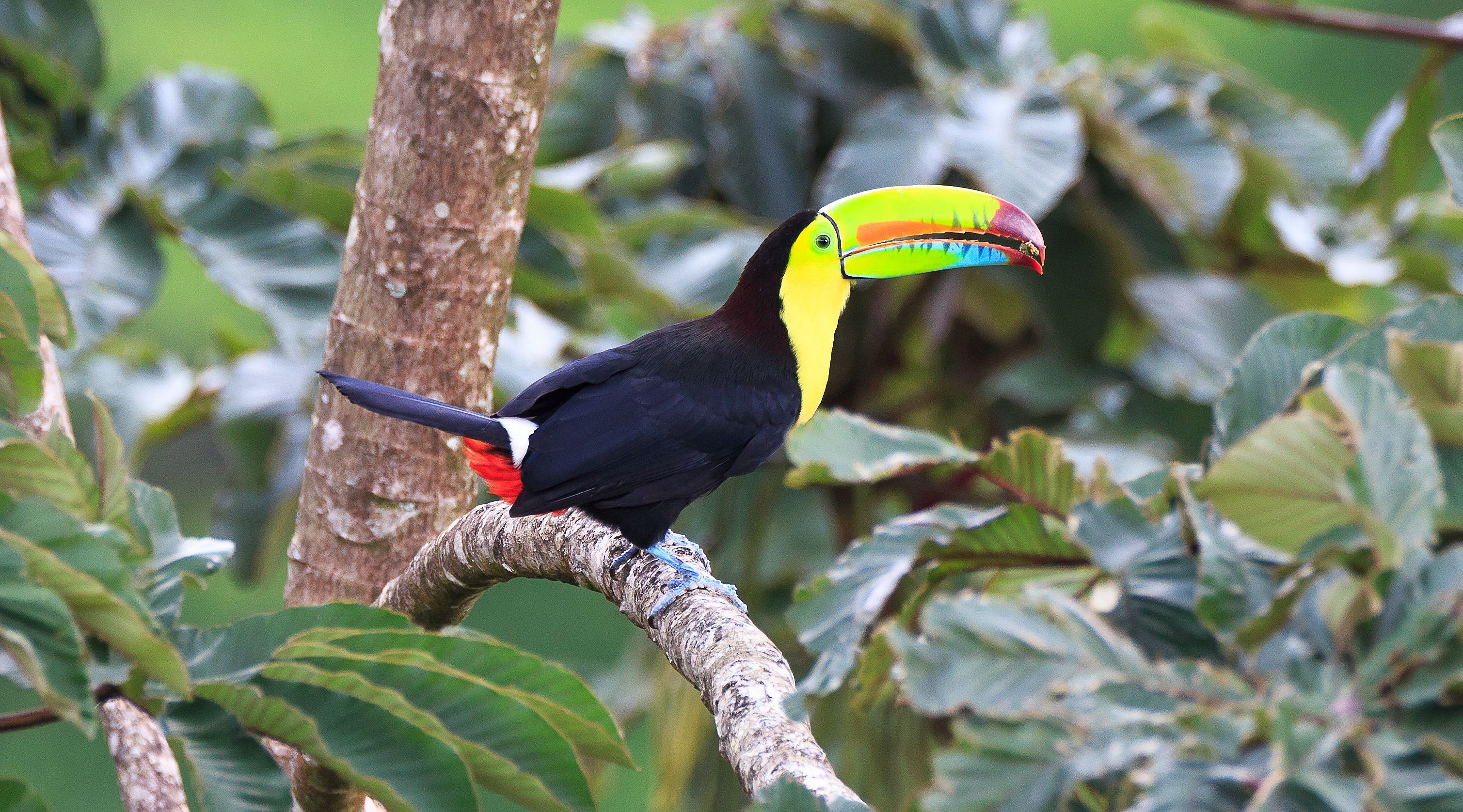 A Keel billed toucan in Costa Rica rainforest A Keel billed toucan in Costa Rica rainforest