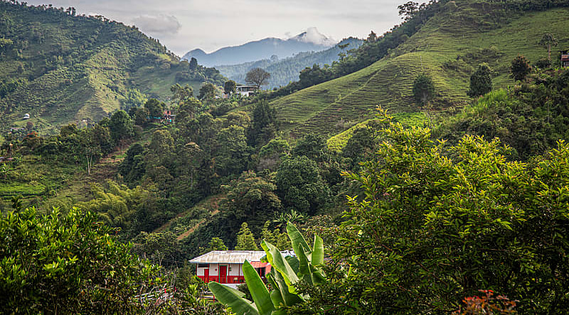 Coffee culture landscape in Colombia