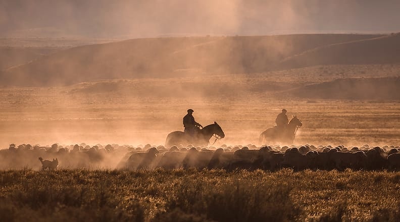 Gauchos herding sheep on an estancia in Argentina