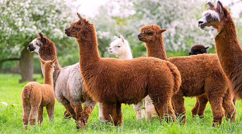 Family-Friendly Peru Vacation: Amazon to Andes Family-Friendly Peru Vacation: Amazon to Andes