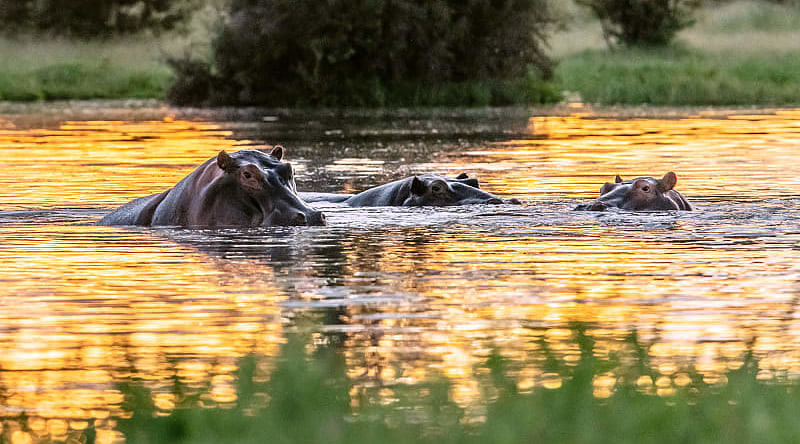 Wild hippos in the Nile River, Uganda Wild hippos in the Nile River, Uganda