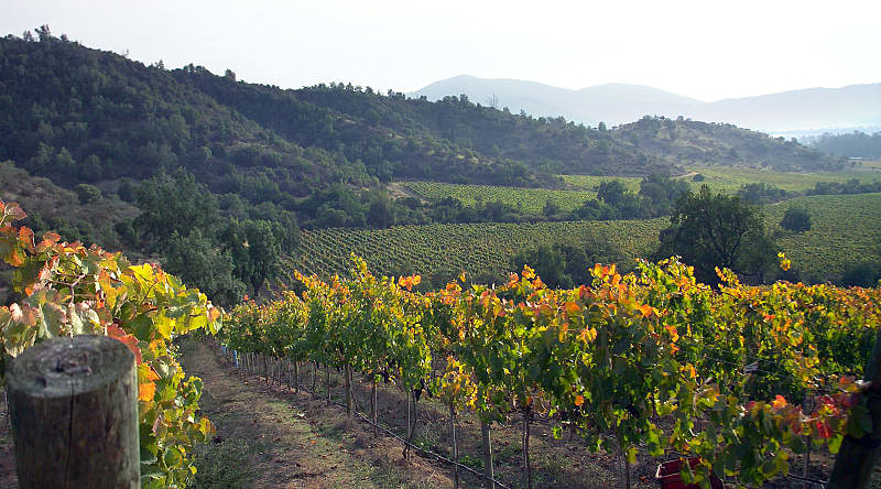 Casablanca vineyard and valley, Chile Casablanca vineyard and valley, Chile