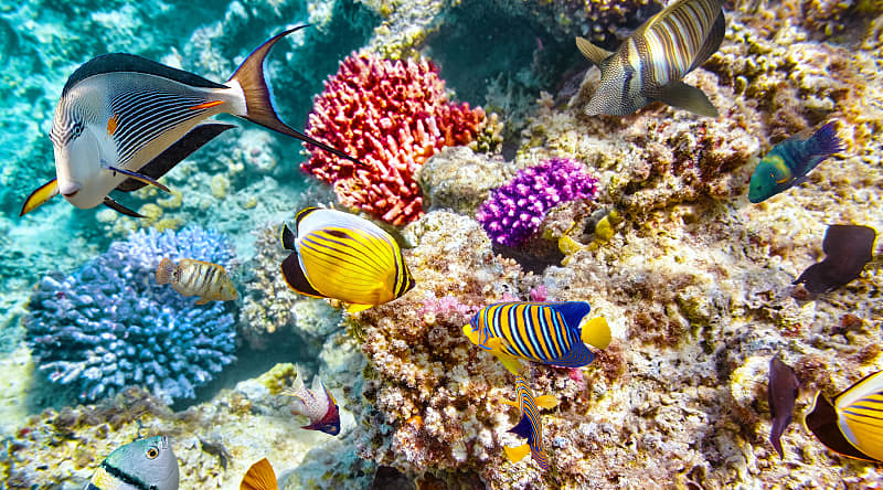 Abundance of tropical fish in the waters of the Great Barrier Reef Abundance of tropical fish in the waters of the Great Barrier Reef
