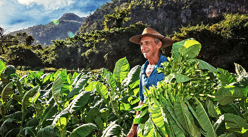 Tobacco farmer in Vinales, Cuba Tobacco farmer in Vinales, Cuba