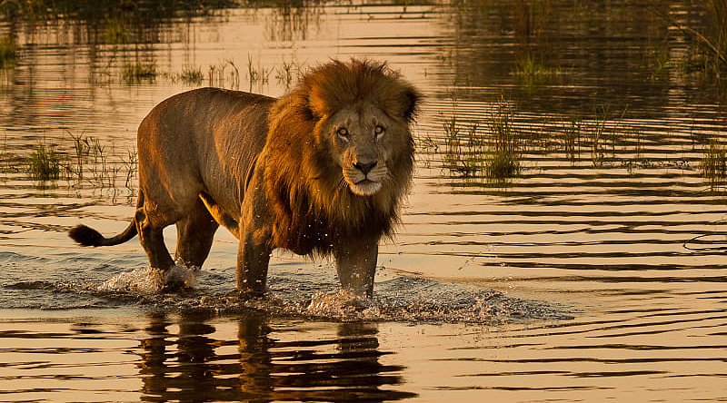 Lion wading in waters of the Okavango Delta, Botswana