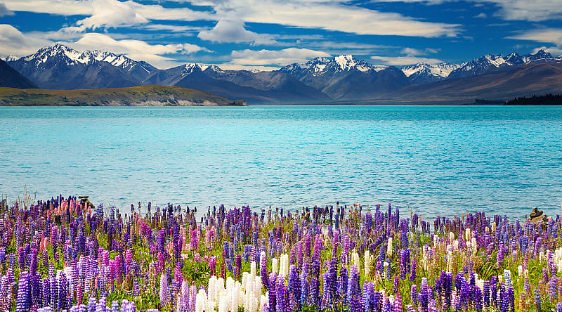 Lupins and Lake Tekapo, South Island, New Zealand Lupins and Lake Tekapo, South Island, New Zealand