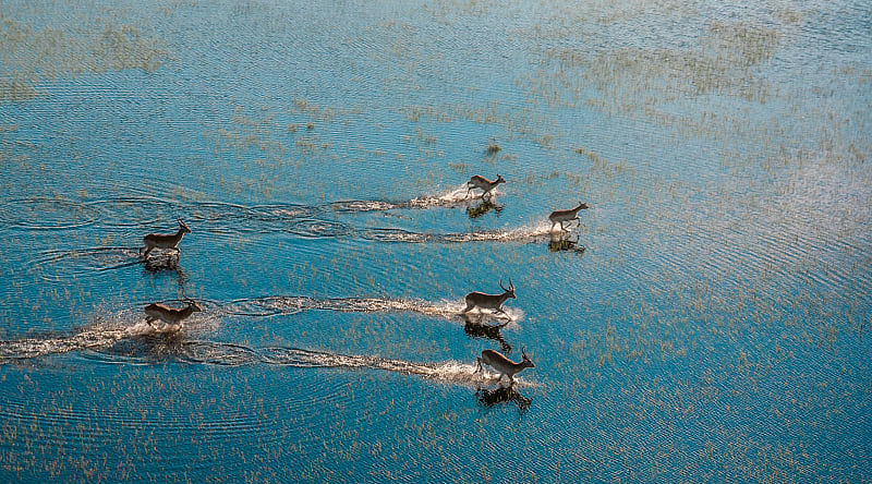 Antelopes running across flooded grasslands in the Okavango Delta, Botswana