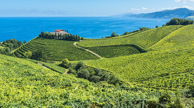 Coastal vineyards in Basque Country, Spain Coastal vineyards in Basque Country, Spain
