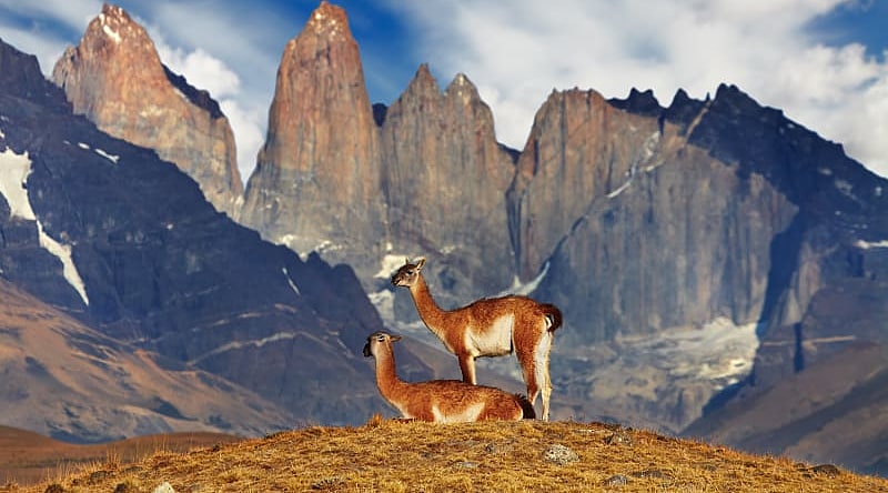 Guanaco in Torres del Paine National Park, Patagonia, Chile.