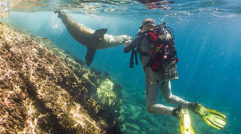 Scuba Diving in the Galapagos, Ecuador Sea lion coming to a scuba diver in the Galapagos, Ecuador