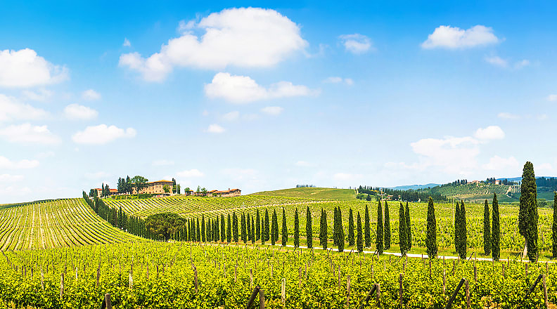 Vineyard in Tuscany, Italy Vineyard in Tuscany, Italy