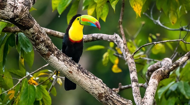 Keel-billed Toucan in Belize Keel-billed Toucan in Belize