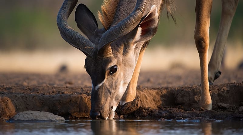 Kudu drinking at a waterhole in the African savanna