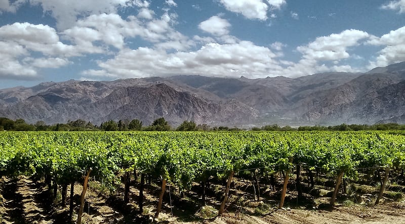 Vineyards in Mendoza, Argentina