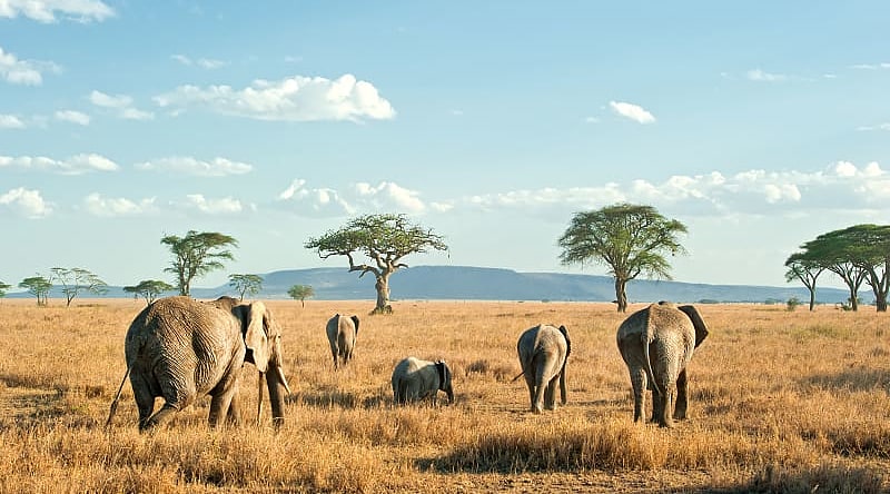 Elephants on the plains of Serengeti in Tanzania Elephants on the plains of Serengeti in Tanzania