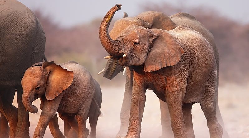 Elephant herd at Etosha National Park, Namibia Elephant herd at Etosha National Park, Namibia