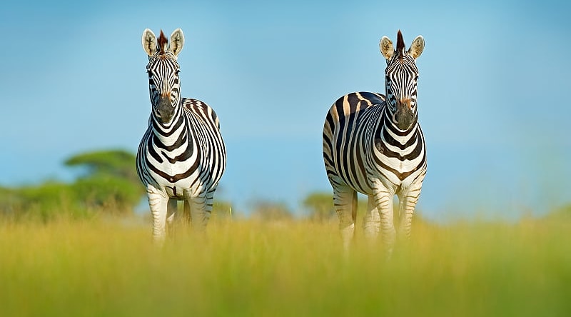 Zebras in the African savanna Zebras in the African savanna