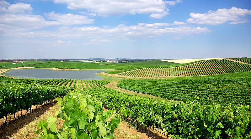 Alentejo is a legendary wine-growing region in Portugal Alentejo is a legendary wine-growing region in Portugal