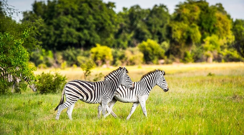 Zebras in the Okavango Delta, Botswana Zebra couple in the Okavango Delta, Botswana