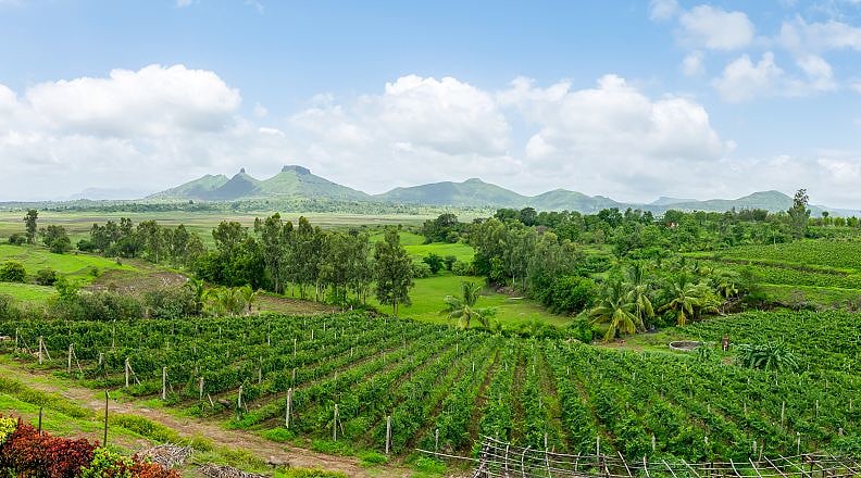 Vineyards in Nashik, India Vineyards in Nashik, India