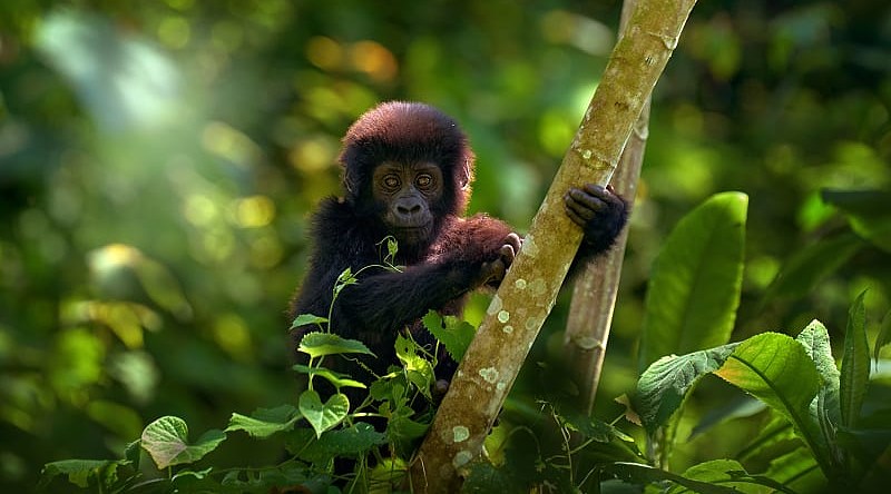 Bwindi Impenetrable Forest, Uganda Young gorilla in Bwindi Impenetrable Forest, Uganda