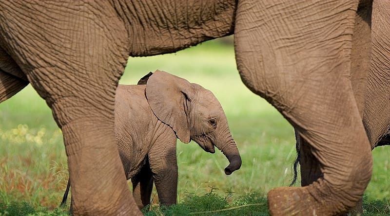 Elephant calf walking with its mother in the savanna