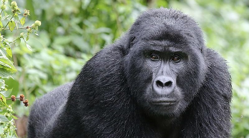 Mountain gorilla in Uganda