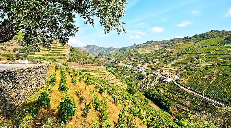 Vineyards of the Douro Valley in Portugal