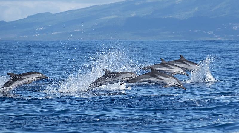 Family of dolphins in the Azores, Portugal