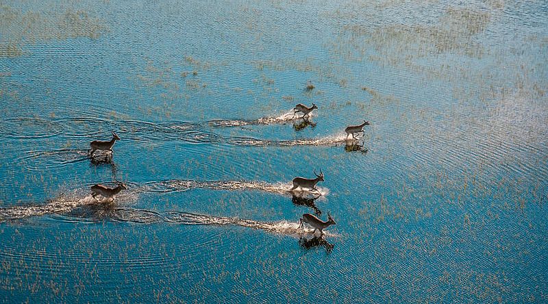 Antelopes running across flooded grasslands in the Okavango Delta, Botswana