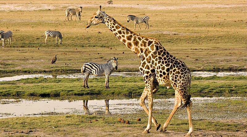 Wildlife on the Chobe River, Botswana