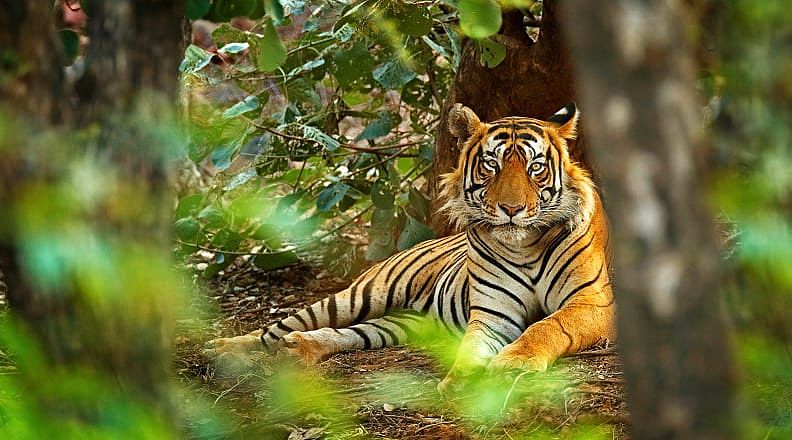 Tiger laying on the jungle floor in India