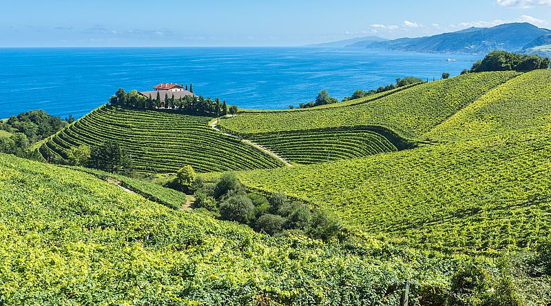 Coastal vineyards in Basque Country, Spain